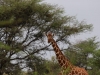 Reticulated giraffe in Meru