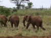 Elephants with long memories of being poached run when you slow the vehicle