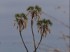 Doum Palm