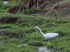 Intermediate Egret