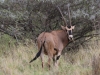 Besia oryx