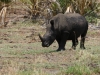 White Rhino (even though black from mud)