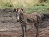 Grevy's zebra