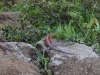 Male Agama lizard
