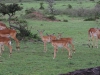 Lots of Impala