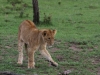 This young lion has found a fun toy - part of a piece of tree bark