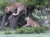 Let go of my tail!