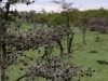 Whistling thorn acacia