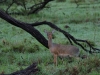 Dik dik