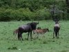 Wildebeest family