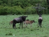 Wildebeest family