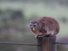 Resident Rock hyrax at Eagle View