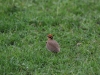 Temminck's Courser