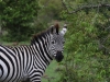 Zebras are so common but so striking