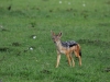 Curious Black-backed jackal