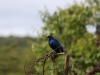 Ruppell's Long-tailed Glossy Starling