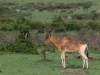 Young Hartebeest