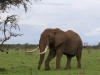 Love the elephants