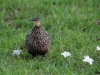 Yellow-throated Sandgrouse - female