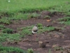 Crowned Lapwing