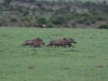 Run Warthogs Run