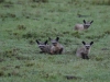 Bat-eared foxes