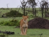 Mom keeping an eye on all the cubs