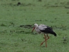 White stork