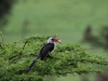 Von der Decken's Hornbill