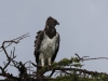 Martial Eagle