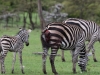 Zebra with a major injury