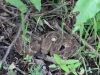 Puff Adder - Kenya's deadliest snake taken by guide Derrick