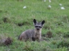 Bat-eared foxes were high on my list to see