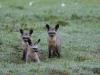 Another fox morning