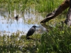 Striated or Green-backed Heron