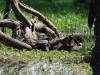 Terrapins