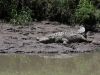 Croc and quite large