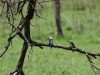 Grey-headed kingfisher