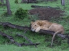 Poor young lion had been ousted from his pride