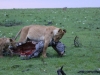 Mother lion dragging zebra kill into the brush