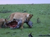 Mother lion dragging zebra kill into the brush