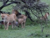 Now hidden from hyenas and jackals, they can feast later