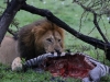 The zebra was pretty gutted when we arrived and the lions full. But there is always room for more.