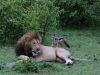This jackal is pushing his luck