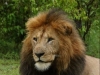 Such a magnificent animal