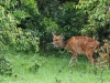 Female bushbuck