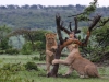 Continuous play with cubs