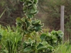 Interesting plant