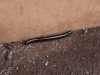Very long Millipede that came out after the rains