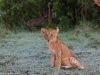 One of the smallest cubs seen